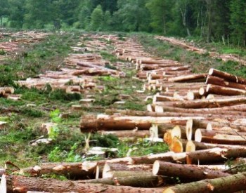 ВР сняла мораторий на вывоз леса
